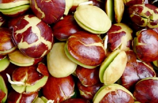 Harga Jengkol Per KG Terbaru