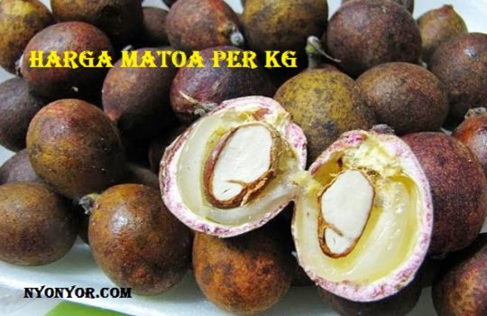 Harga Matoa Per KG Terbaru