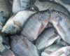 Harga Ikan Nila Per Kg Terbaru