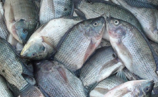 Harga Ikan Nila Per Kg Terbaru